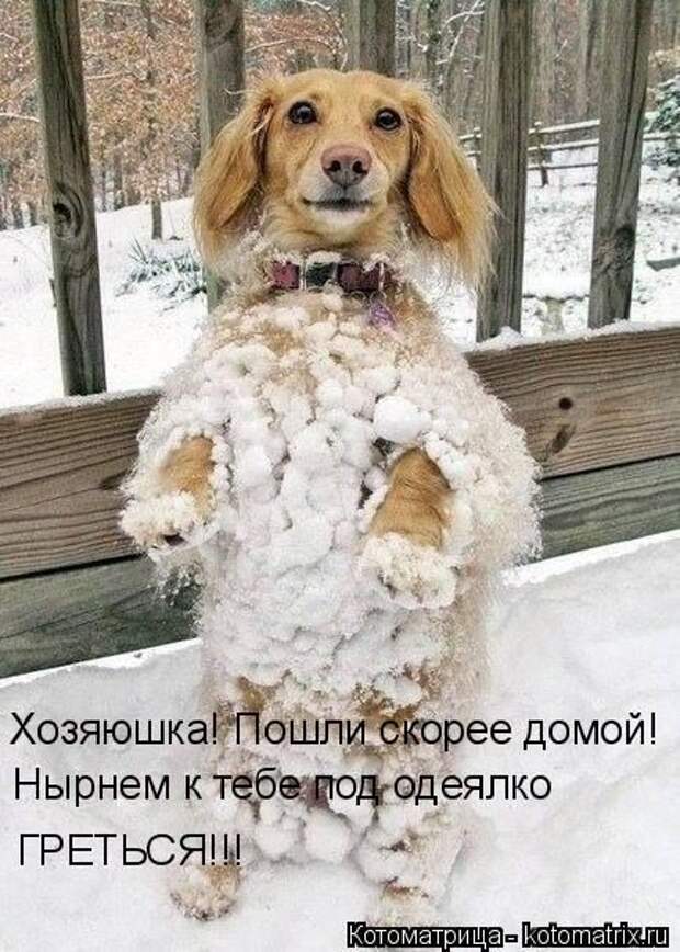 Лучшие котоматрицы недели (50 фото) Лучшие котоматрицы недели (50 фото)