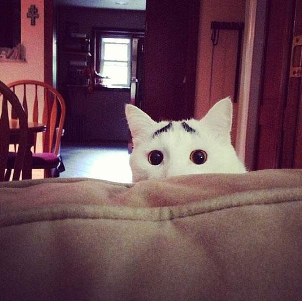 Сэм, кот с бровями