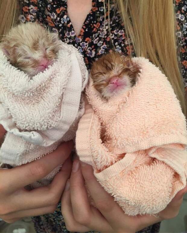 Без кота и жизнь не та