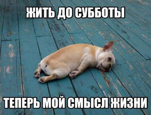 Коллекция весёлых картинок про субботу