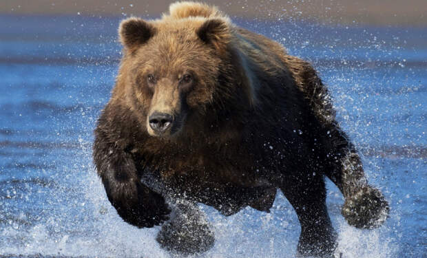 Почему не получится убежать от медведя: водитель заснял, как зверь весом в 200 килограммов бежит со скоростью автомобиля