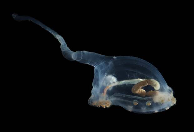 В глубинах Тихого океана ученые обнаружили существо возрастом в 15 тысяч лет