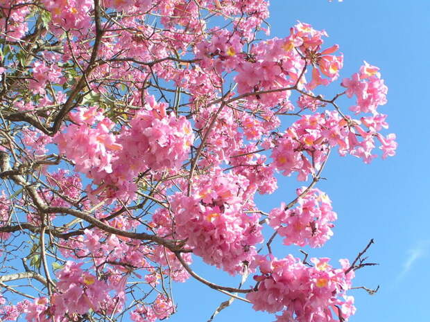 Розовое ипе (Tabebuia impetiginosa)