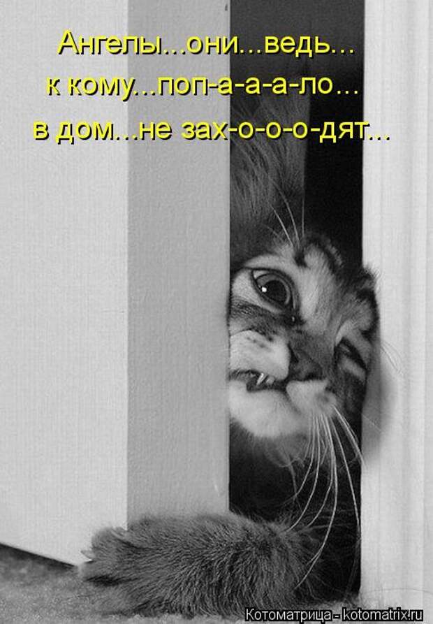 Котоматрицы (картинки с надписями)