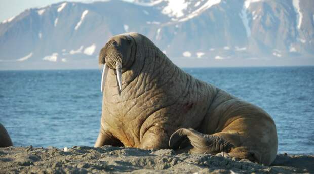 Изображение: © Tom Arnbom / WWF-Sweden