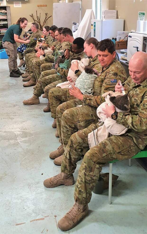 В Сеть попали кадры, на которых австралийские военнослужащие нянчат коал