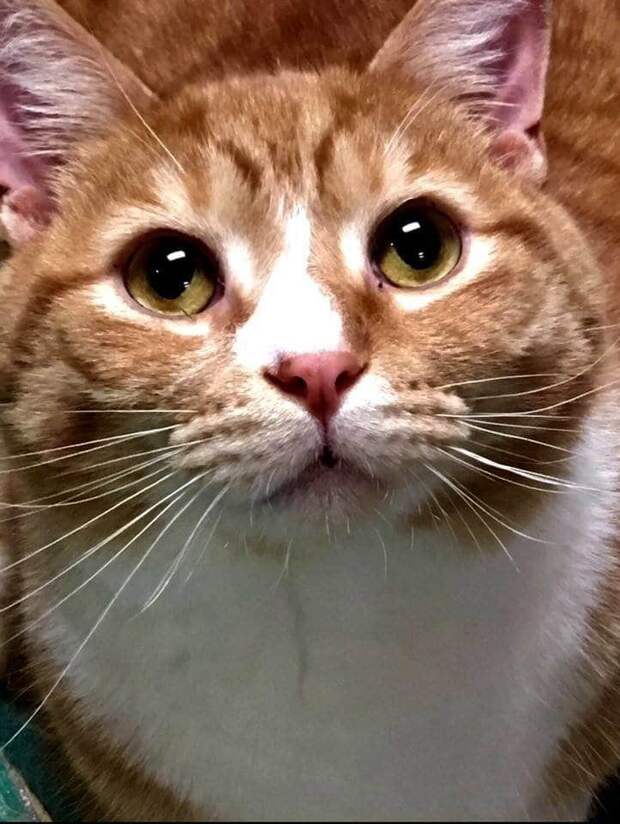 рыжий кот