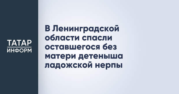 В Ленинградской области спасли оставшегося без матери детеныша ладожской нерпы