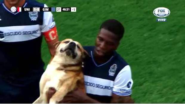 собака на футбольном поле
