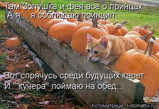 kotomatritsa_n (500x342, 65Kb)