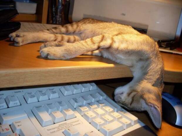 Коты просто обожают спать на клавиатуре