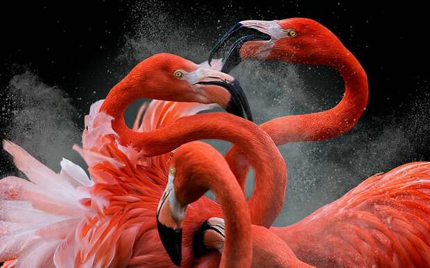 Лучшие фотографии птиц с конкурса Bird Photographer of the Year