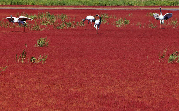 Журавли на красном поле рядом с городом Паньцзин, Китай 