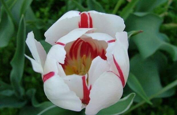 Пестролепестность тюльпана