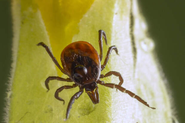Клещи проснулись раньше: сезон кровососов в России начнётся досрочно