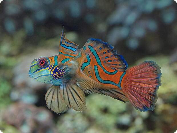 Мандаринка рыба (лат. Synchiropus splendidus)