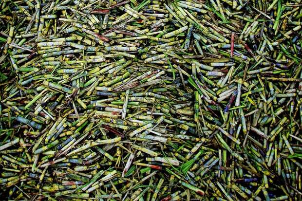 Фото №6 - Градус свободы: как ром превратился в национальное достояние Кубы