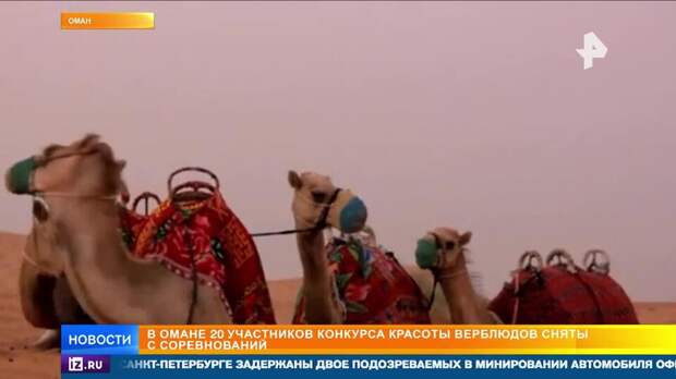 20 накачанных ботоксом верблюдов сняли с конкурса красоты в Омане