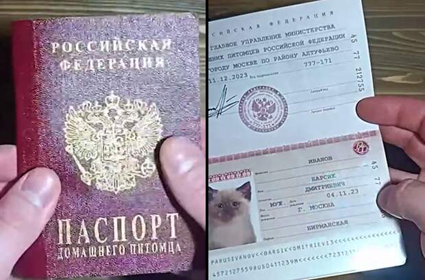 Животные в Москве могут получить паспорт «как у людей»
