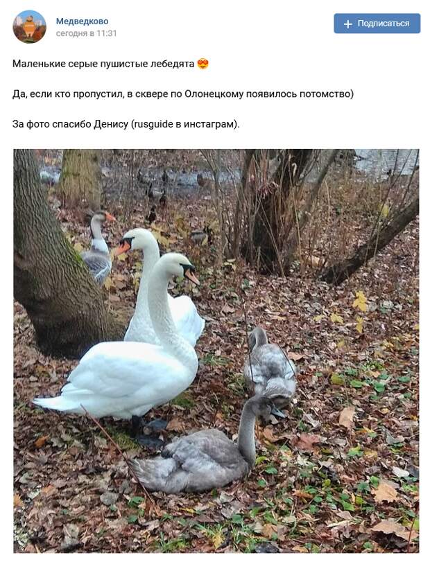Фото дня: лебединое семейство в сквере по Олонецкому проезду