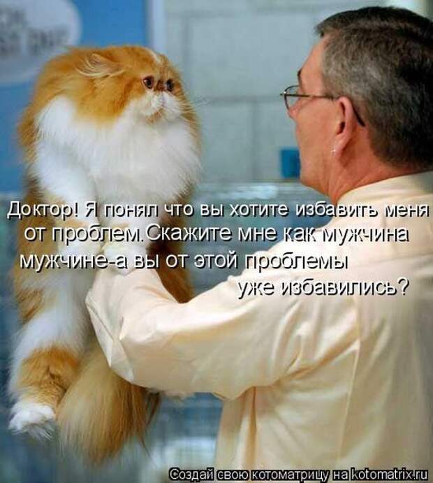 Котоматрицы (картинки с надписями)