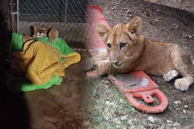 Очутившись в зоопарке, львенок вел себя беспокойно - пока ему не вручили одеяло 