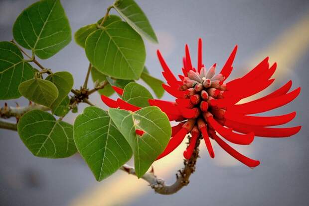 NewPix.ru - Коралловое дерево