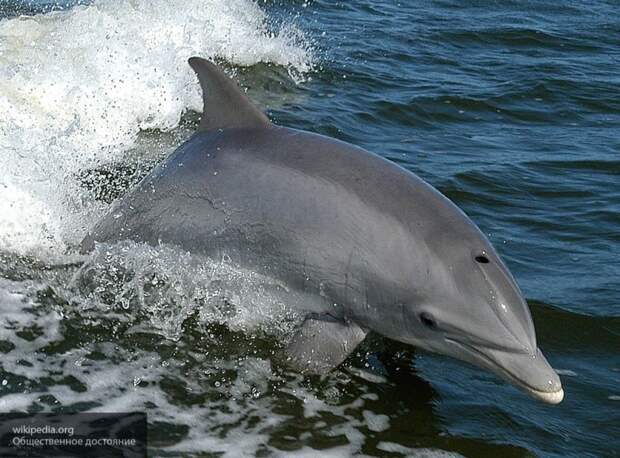 Туристы увидели шоу дельфинов в Анапе в открытом море