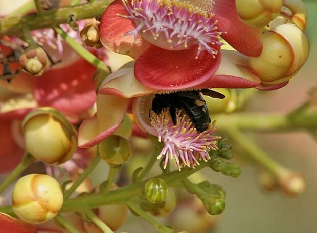 Couroupita guianensis С†РІРµС‚РѕРє