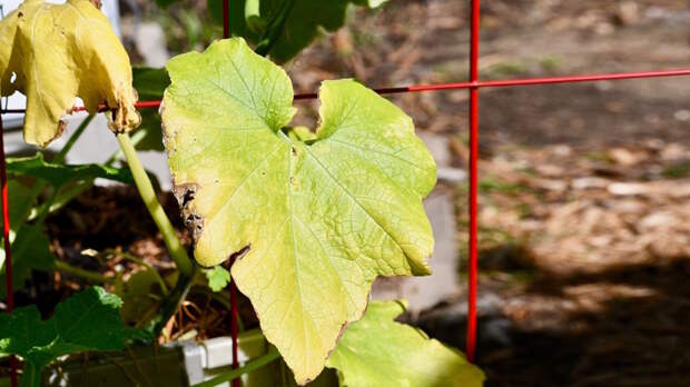 У огурцов желтеют листья: главные причины и как помочь растению