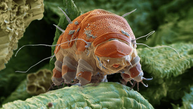 Естественная защита тихоходок от радиации не подошла космонавтам