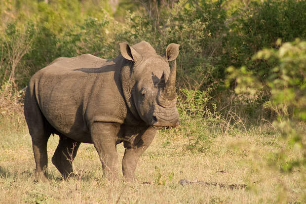 Носорог. (cweng50)