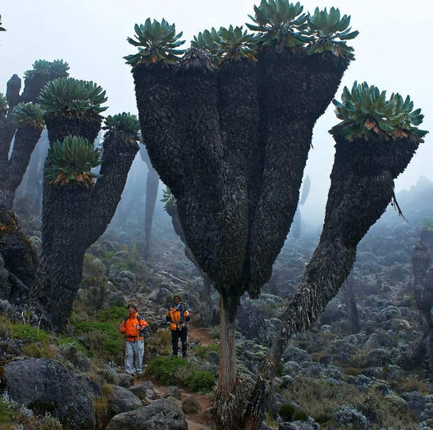 5118500_original (700x696, 512Kb)