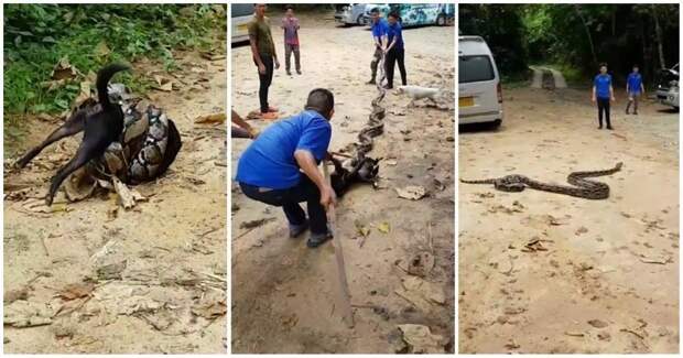 Жители тайской деревни отбили пса у душившего его питона видео, животные, змея, питон, собака, спасение, таиланд