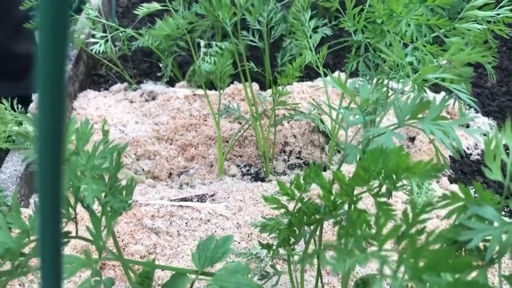 Как получить два урожая моркови в год не прореживая и не пропалывая