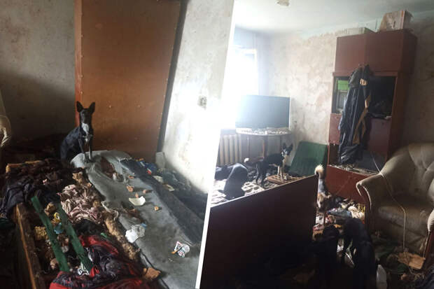 Жители дома в Артеме, где соседка развела в квартире 20 собак, заварили ей дверь