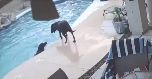 Пёс спас тонущего в бассейне друга бассейн, видео, животные, собака, собаки, спасение, сша