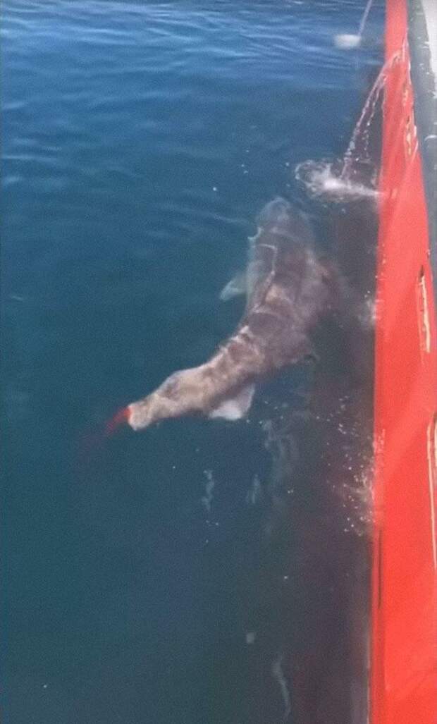 Рыбаки отрезали хвост акуле и оставили её умирать. Джейсон Момоа назвал их «чистым злом» акула, в мире, видео, зло, знаменитости, поступок, хвост