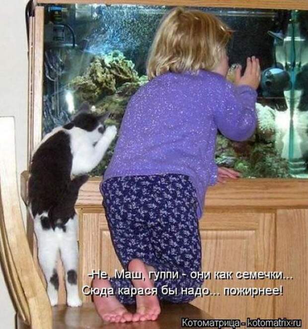 Котоматрицы(картинки с надписями)