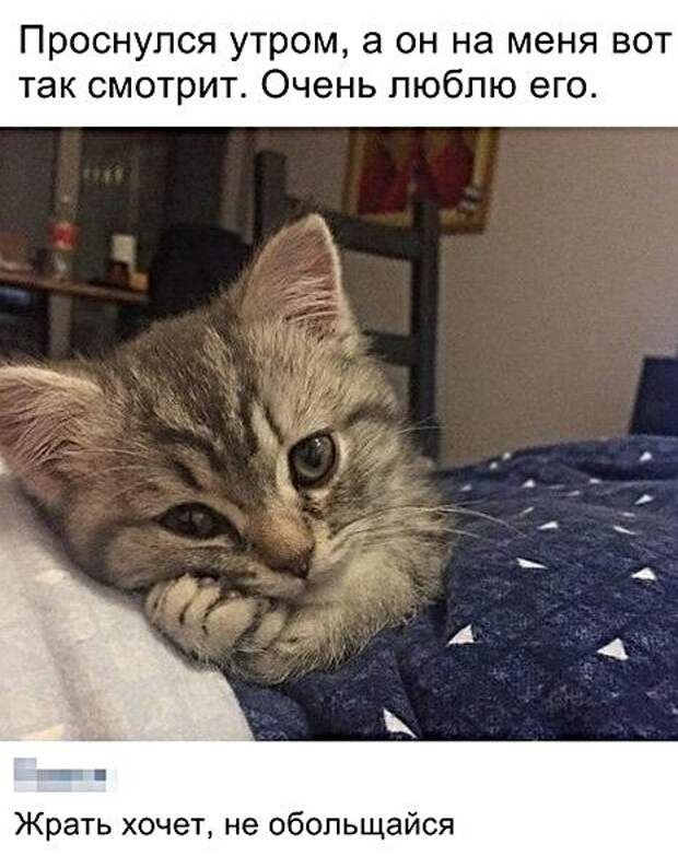 Картинки с котами и про котов