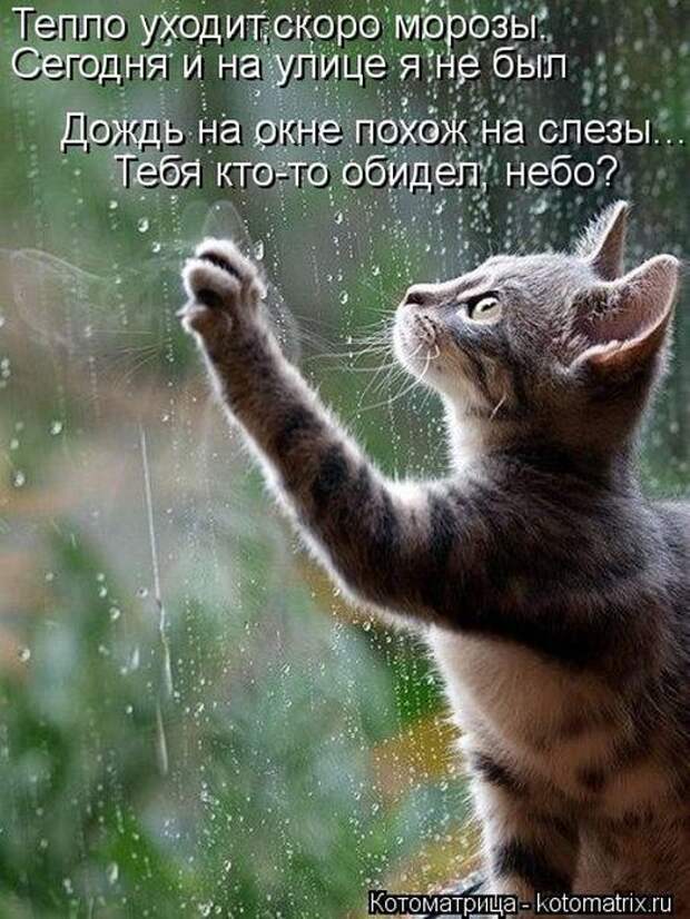 Лучшие котоматрицы недели Лучшие котоматрицы недели