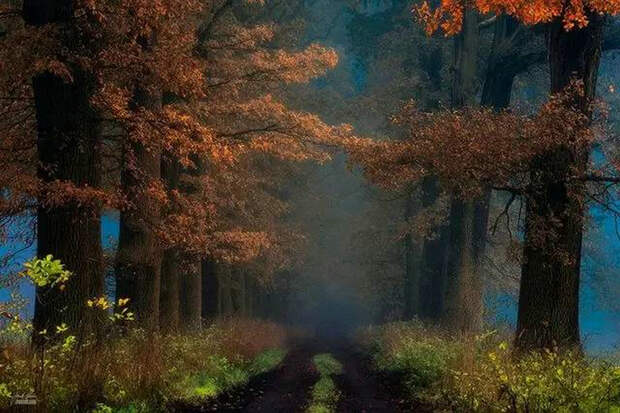 Мистический осенний лес чешского фотографа Янека Седлара-2