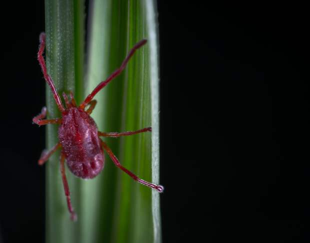 Уже 415 случаев присасывания клещей зарегистрировали в Удмуртии