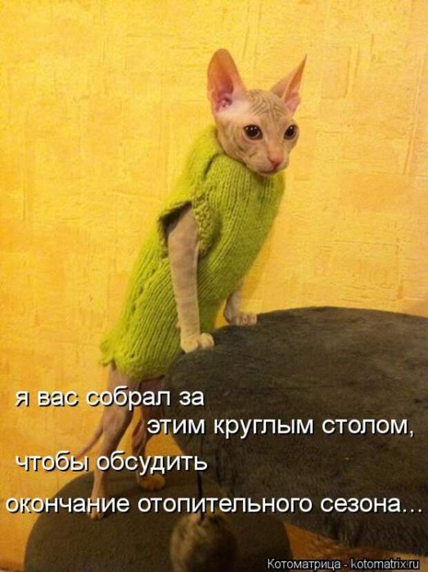 Котоматрицы(картинки с надписями)