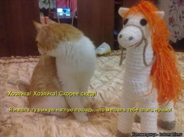 Котоматрицы (картинки с надписями)