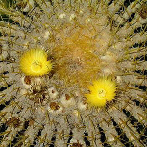 Эхинокактус Грузони - Echinocactus Grusonii (тещино кресло) 