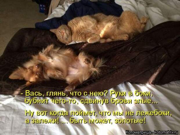 Лучшая котоматрица за неделю (32 фото)