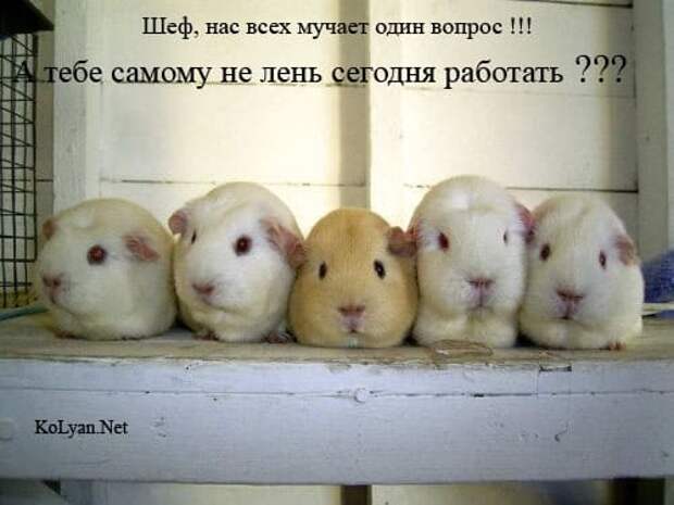 Коллекция весёлых картинок про субботу