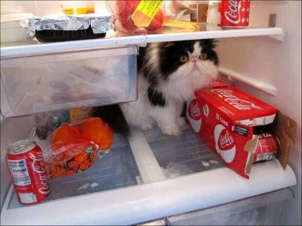 catfridge27 Коты в холодильниках