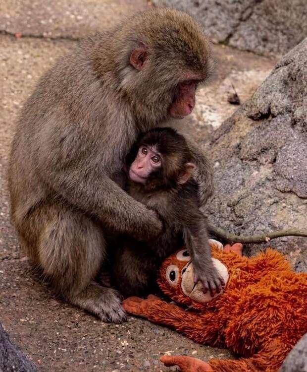 Эти объятия растрогали миллионы людей по миру: история маленького Панча